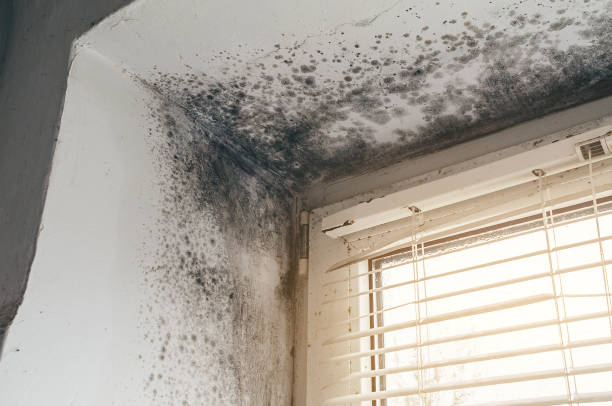 Affordable Mold Inspection And Testing solutions in Reading, MA